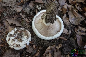 Lactarius controversus (6) (1200 x 800).jpg_product_product_product_product